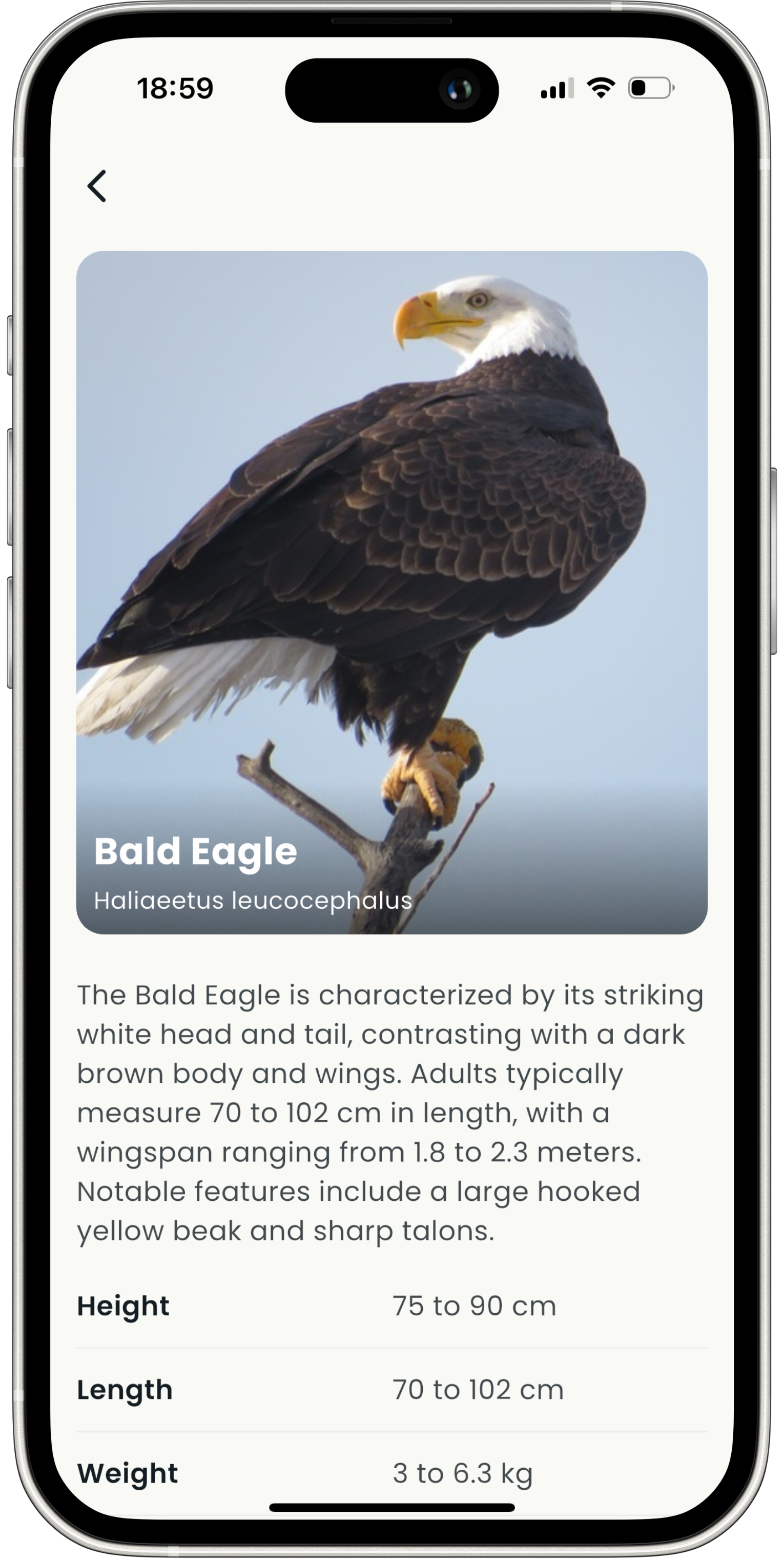 Detailed Bird Profiles - Chirply bird identification feature