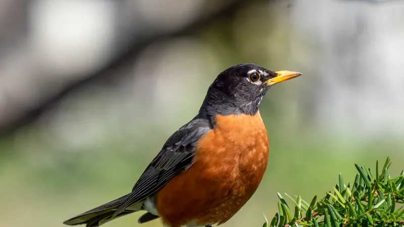 American Robin (Turdus migratorius)