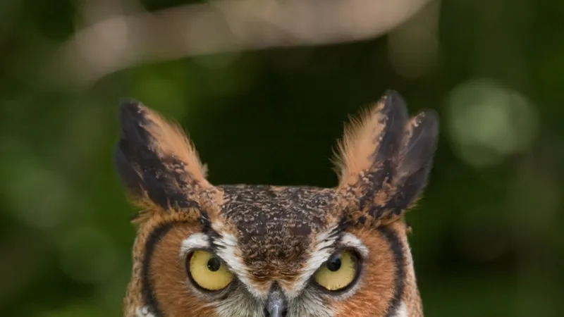 Great Horned Owl (Bubo virginianus)
