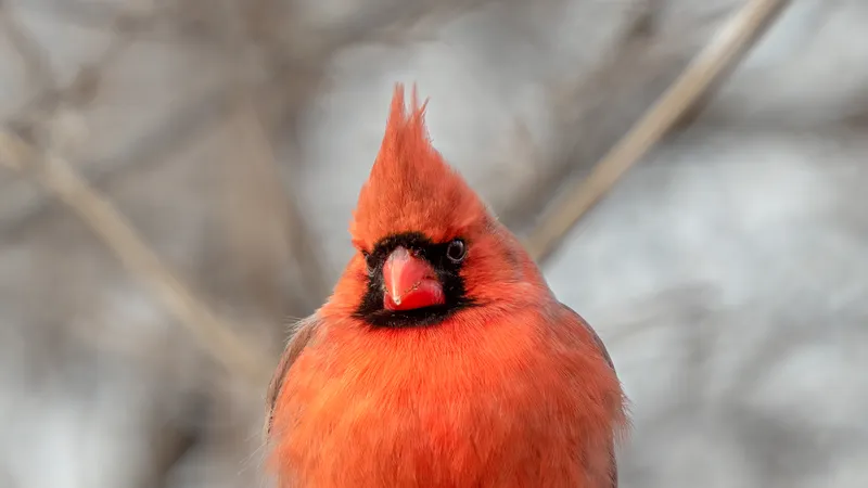 Northern Cardinal (Cardinalis cardinalis)