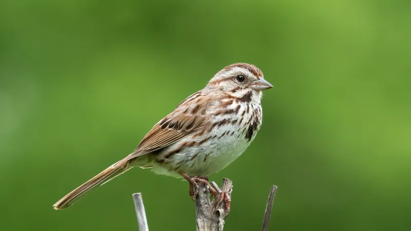 Song Sparrow (Melospiza melodia)