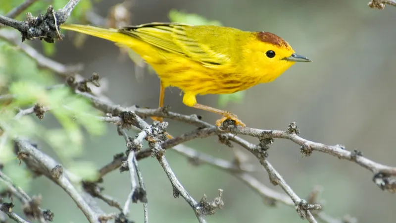 Yellow Warbler (Setophaga petechia)