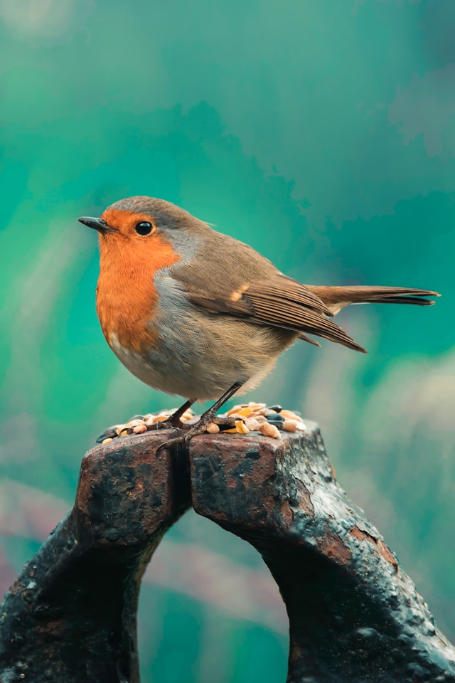 A robin perched on a seed-scattered stump