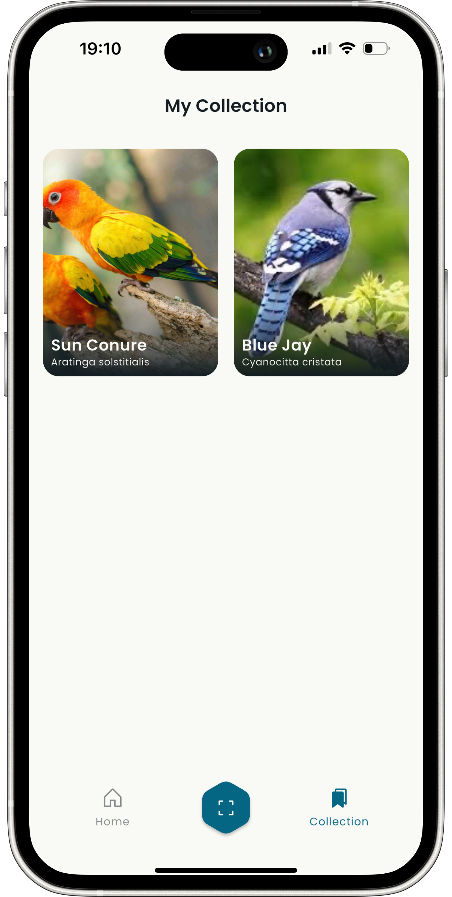 Offline Access - Chirply bird identification feature