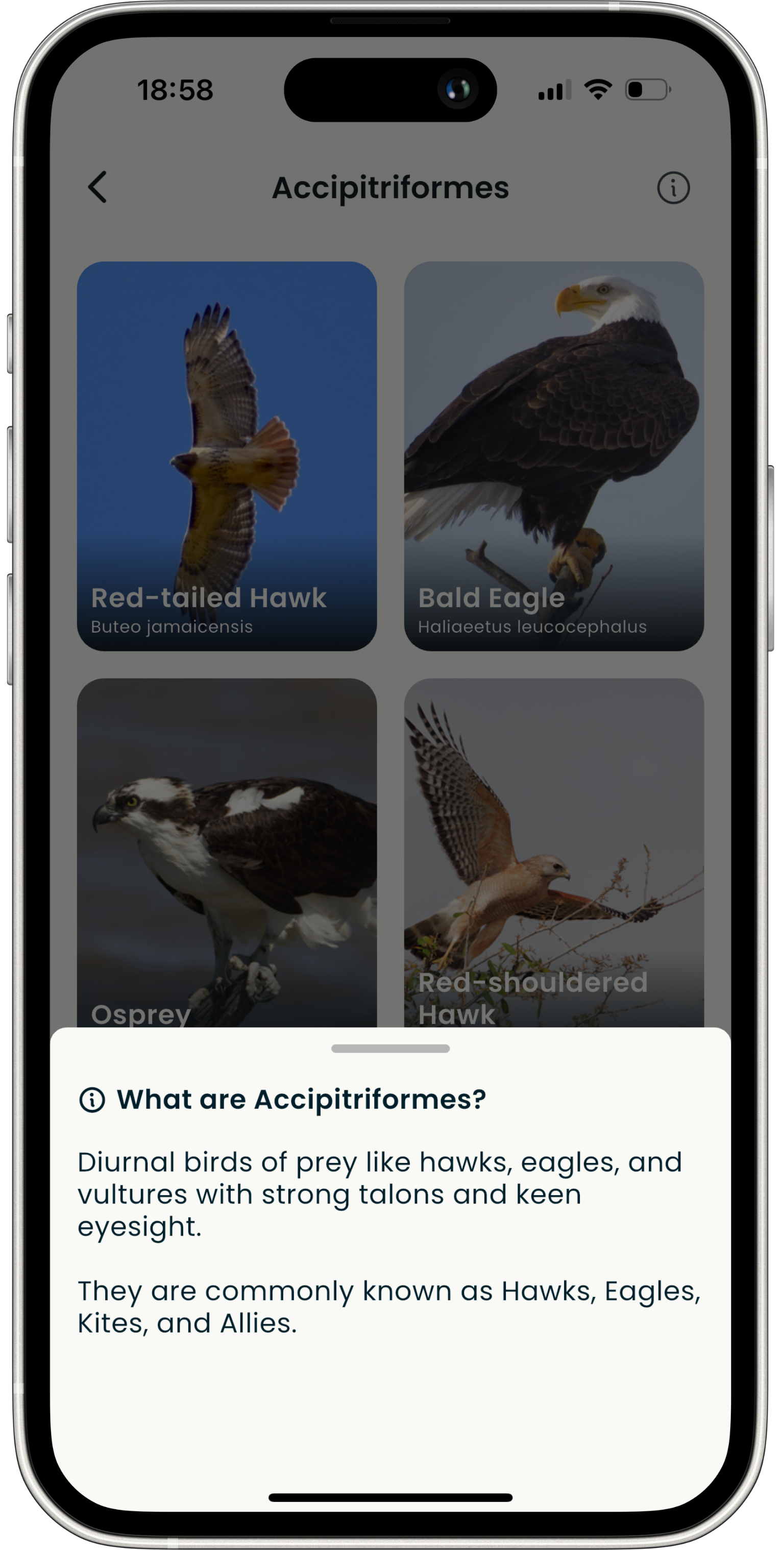 Explore Bird Families - Chirply bird identification feature