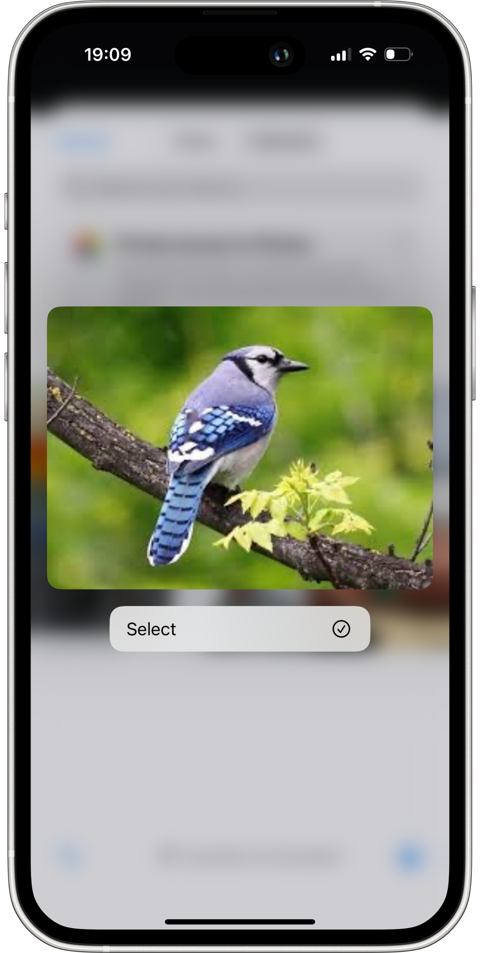 Photo Identification - Chirply bird identification feature